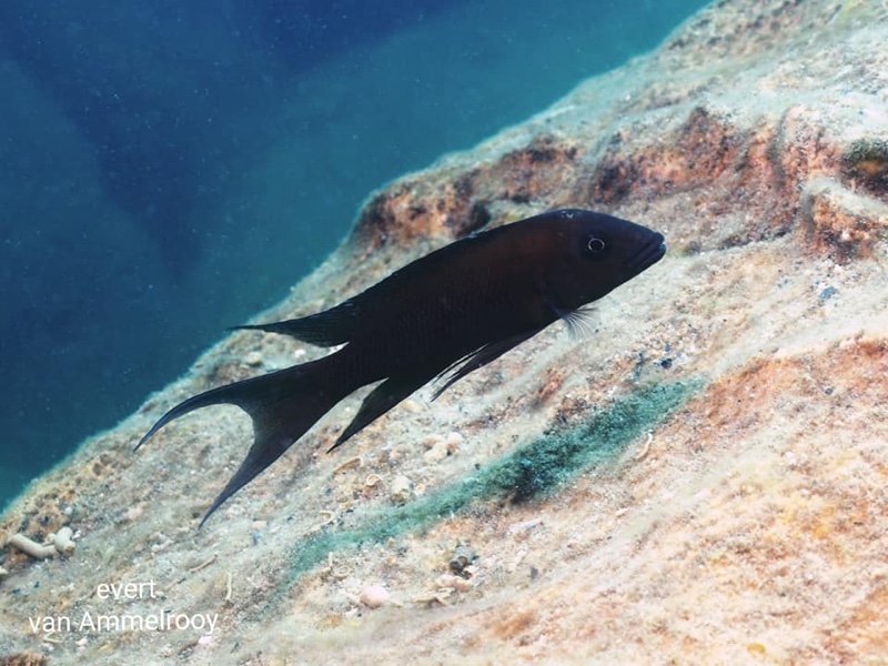 Neolamprologus christyi 'Isanga Bay'